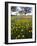 Roadside Wildflowers, Texas, USA-Larry Ditto-Framed Photographic Print