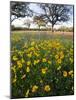 Roadside Wildflowers, Texas, USA-Larry Ditto-Mounted Photographic Print