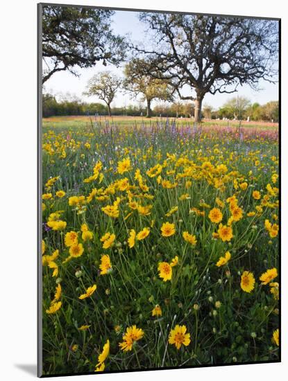 Roadside Wildflowers, Texas, USA-Larry Ditto-Mounted Photographic Print