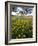 Roadside Wildflowers, Texas, USA-Larry Ditto-Framed Photographic Print