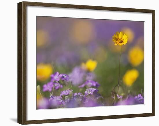 Roadside Wildflowers, Texas, USA-Larry Ditto-Framed Photographic Print