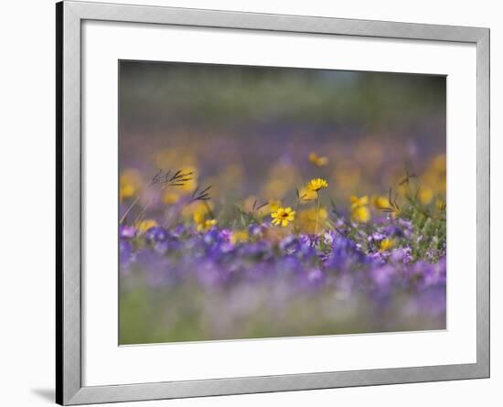 Roadside Wildflowers, Texas, USA-Larry Ditto-Framed Photographic Print