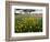 Roadside Wildflowers, Texas, USA-Larry Ditto-Framed Photographic Print