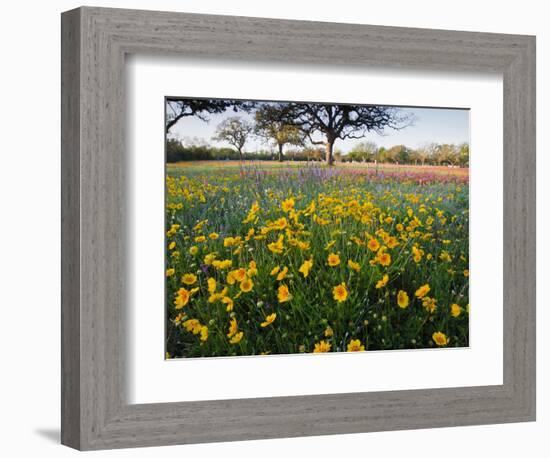 Roadside Wildflowers, Texas, USA-Larry Ditto-Framed Photographic Print