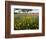 Roadside Wildflowers, Texas, USA-Larry Ditto-Framed Photographic Print