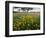 Roadside Wildflowers, Texas, USA-Larry Ditto-Framed Photographic Print