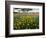 Roadside Wildflowers, Texas, USA-Larry Ditto-Framed Photographic Print