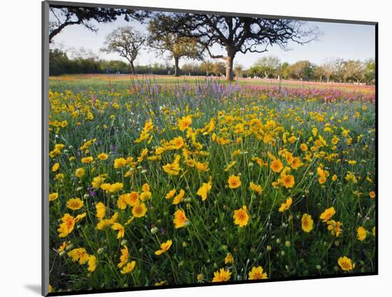 Roadside Wildflowers, Texas, USA-Larry Ditto-Mounted Photographic Print
