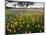 Roadside Wildflowers, Texas, USA-Larry Ditto-Mounted Photographic Print