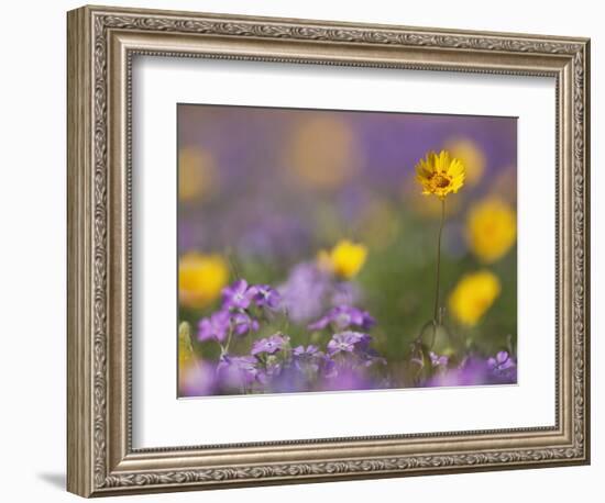 Roadside Wildflowers, Texas, USA-Larry Ditto-Framed Photographic Print