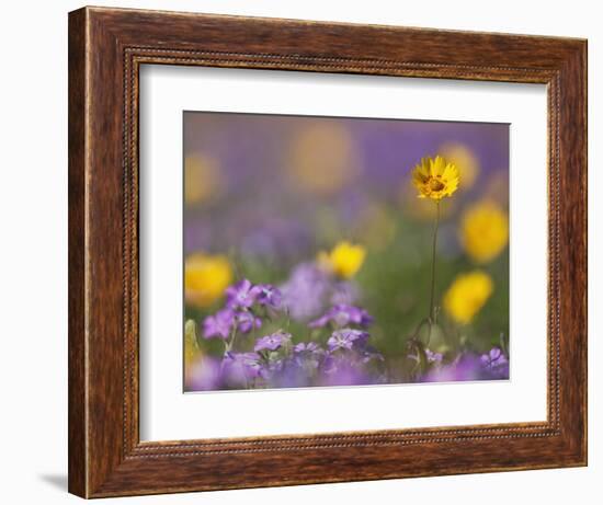 Roadside Wildflowers, Texas, USA-Larry Ditto-Framed Photographic Print