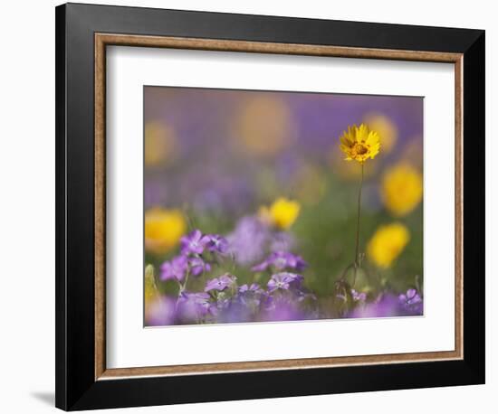 Roadside Wildflowers, Texas, USA-Larry Ditto-Framed Photographic Print