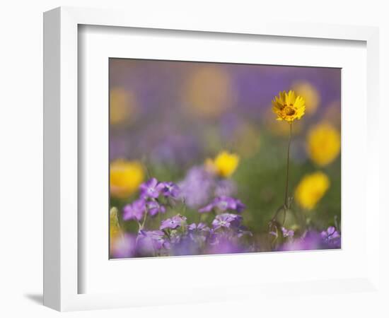 Roadside Wildflowers, Texas, USA-Larry Ditto-Framed Photographic Print