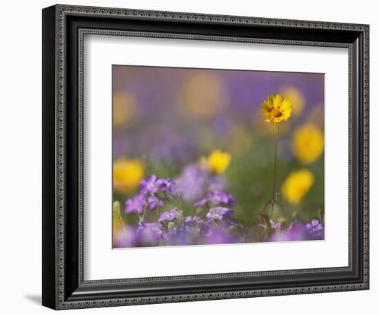 Roadside Wildflowers, Texas, USA-Larry Ditto-Framed Photographic Print