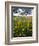 Roadside Wildflowers, Texas, USA-Larry Ditto-Framed Photographic Print