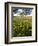 Roadside Wildflowers, Texas, USA-Larry Ditto-Framed Photographic Print