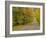 Roadway Through White Mountain National Forest, New Hampshire, USA-Adam Jones-Framed Photographic Print