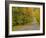 Roadway Through White Mountain National Forest, New Hampshire, USA-Adam Jones-Framed Photographic Print