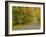 Roadway Through White Mountain National Forest, New Hampshire, USA-Adam Jones-Framed Photographic Print