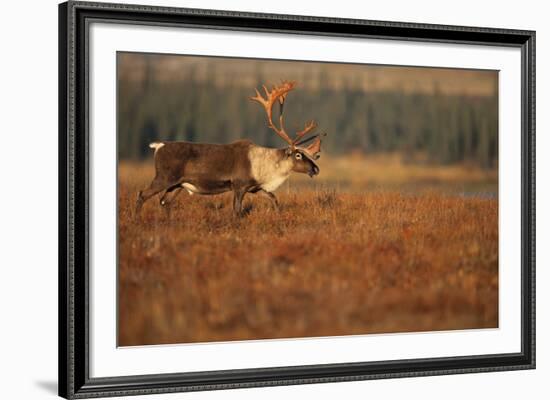 Roam Free-Staffan Widstrand-Framed Giclee Print