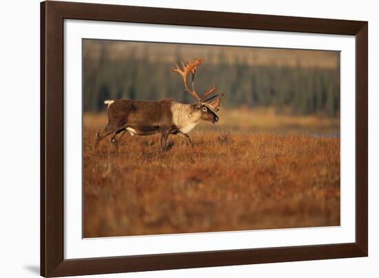 Roam Free-Staffan Widstrand-Framed Giclee Print