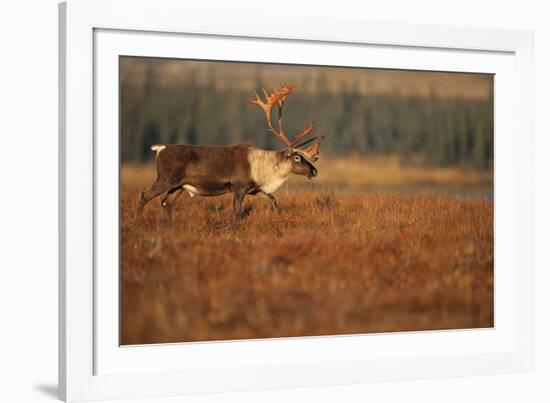 Roam Free-Staffan Widstrand-Framed Giclee Print