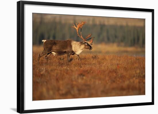 Roam Free-Staffan Widstrand-Framed Giclee Print