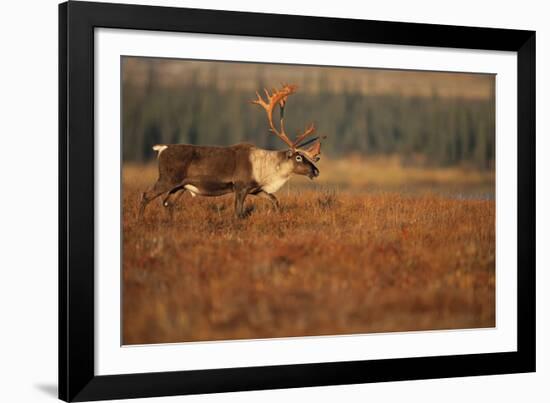 Roam Free-Staffan Widstrand-Framed Giclee Print