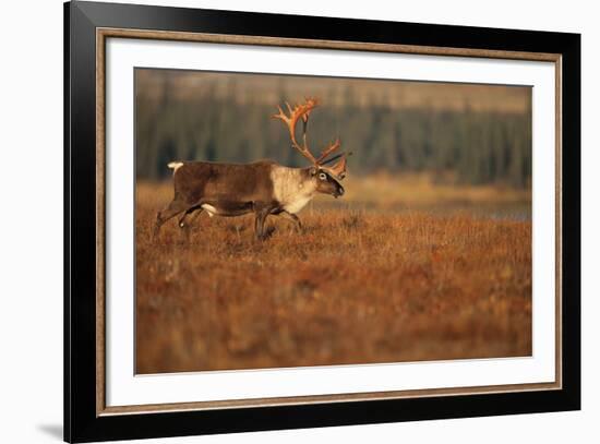 Roam Free-Staffan Widstrand-Framed Giclee Print