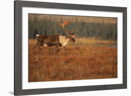 Roam Free-Staffan Widstrand-Framed Giclee Print