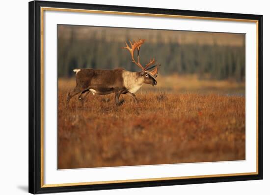 Roam Free-Staffan Widstrand-Framed Giclee Print