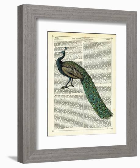 Roaming Peacock-Marion Mcconaghie-Framed Art Print