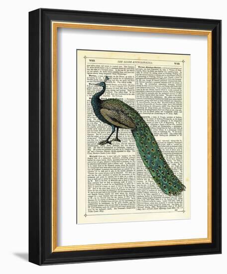 Roaming Peacock-Marion Mcconaghie-Framed Art Print