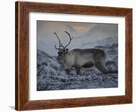 Roaming Reindeer-Andreas Stridsberg-Framed Giclee Print