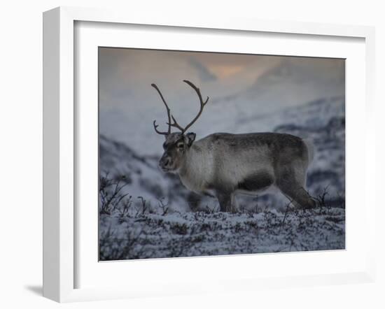 Roaming Reindeer-Andreas Stridsberg-Framed Giclee Print