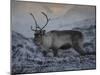 Roaming Reindeer-Andreas Stridsberg-Mounted Giclee Print