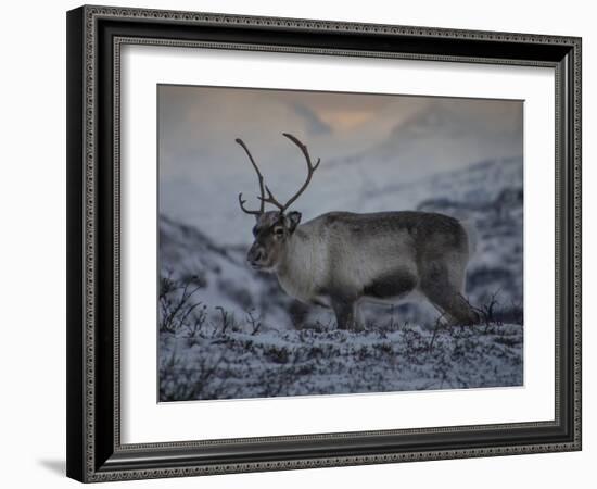 Roaming Reindeer-Andreas Stridsberg-Framed Giclee Print