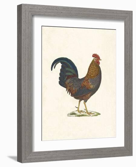 Roaming Rooster-The Vintage Collection-Framed Giclee Print