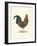 Roaming Rooster-The Vintage Collection-Framed Giclee Print