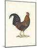 Roaming Rooster-The Vintage Collection-Mounted Giclee Print