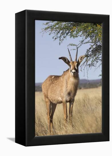 Roan Antelope (Hippotragus Equinus), Mokala National Park, South Africa, Africa-Ann & Steve Toon-Framed Premier Image Canvas