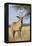 Roan Antelope (Hippotragus Equinus), Mokala National Park, South Africa, Africa-Ann & Steve Toon-Framed Premier Image Canvas
