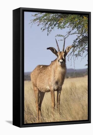 Roan Antelope (Hippotragus Equinus), Mokala National Park, South Africa, Africa-Ann & Steve Toon-Framed Premier Image Canvas