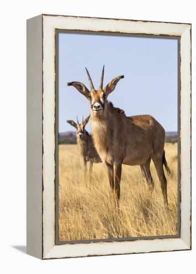 Roan Antelope (Hippotragus Equinus), Mokala National Park, South Africa, Africa-Ann & Steve Toon-Framed Premier Image Canvas