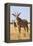 Roan Antelope (Hippotragus Equinus), Mokala National Park, South Africa, Africa-Ann & Steve Toon-Framed Premier Image Canvas