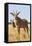 Roan Antelope (Hippotragus Equinus), Mokala National Park, South Africa, Africa-Ann & Steve Toon-Framed Premier Image Canvas