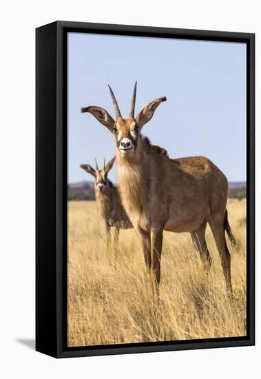 Roan Antelope (Hippotragus Equinus), Mokala National Park, South Africa, Africa-Ann & Steve Toon-Framed Premier Image Canvas