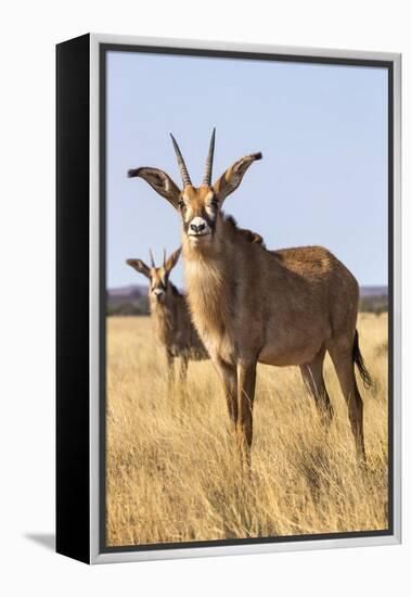 Roan Antelope (Hippotragus Equinus), Mokala National Park, South Africa, Africa-Ann & Steve Toon-Framed Premier Image Canvas