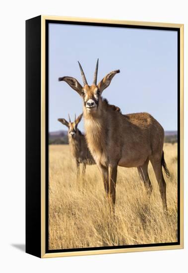 Roan Antelope (Hippotragus Equinus), Mokala National Park, South Africa, Africa-Ann & Steve Toon-Framed Premier Image Canvas