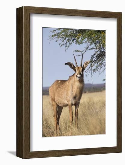 Roan Antelope (Hippotragus Equinus), Mokala National Park, South Africa, Africa-Ann & Steve Toon-Framed Photographic Print